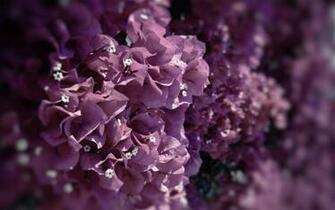 Wallpaper Background Image And Online Stock Photo