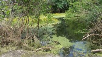 Forest And Swamp Barbaras HD Wallpaper