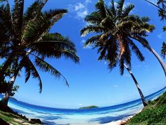 Tahiti Palm In Fish Eye Lens Wallpaper Pictures