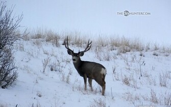 Mule Deer Wallpaper The Diy Hunter Hunting