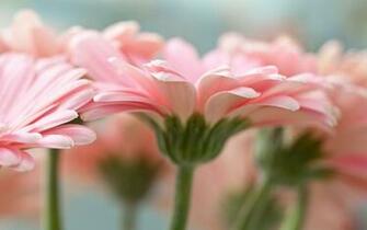 Pics Photos Pink Daisy Wallpaper Windows Desktop