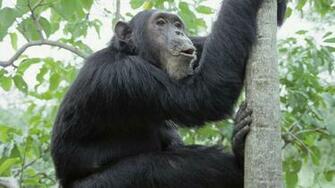 High Definition Wallpaper Photo Gorilla Html