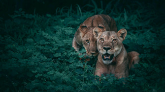 Lioness 4k Wallpaper