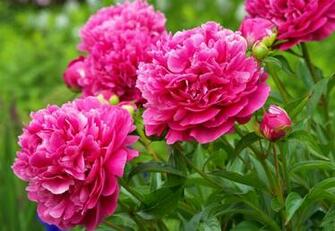 Pink Peonies High Quality And Resolution Wallpaper On