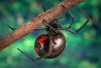 Black Widow Spider Pictures Wallpaper Of