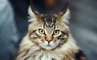 Maine Coon Cats Wallpaper