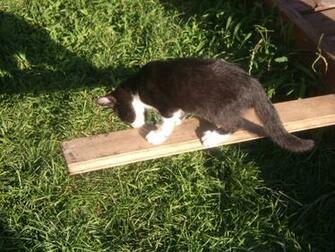Cats Image Walk The Plank Felix HD Wallpaper And Background
