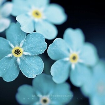 Bouquet Melbourne Flower Photo Gallery