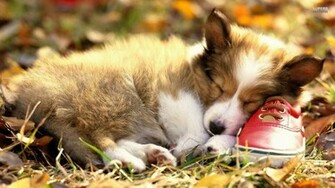 Cute Welsh Corgi Puppy Wallpaper Desktop 14a Px Kb