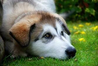 Siberian Husky Wallpaper Desktop Goodwp