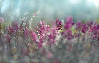Flower Spring Purple Magenta Bokeh Wallpaper Photos Pictures