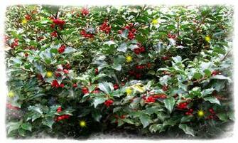 Holly Berries Wallpaper