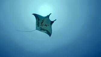 Stingray In The Ocean Wallpaper