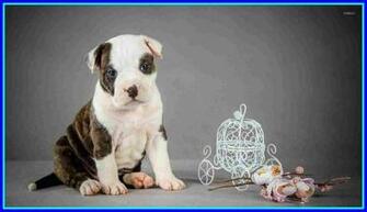 Cute And Funny Animals
