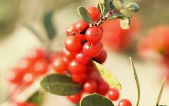 Red Berries Wallpaper