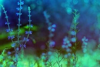 HD High Definition Wallpaper Quality Desktop