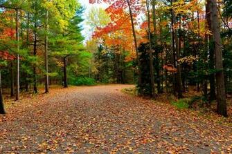 Wallpaper Acadia National Park Autumn Road Trees