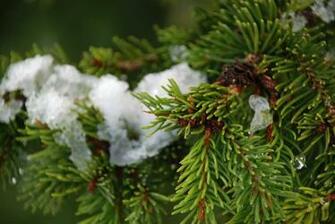 Pine Tree Wallpaper 4usky