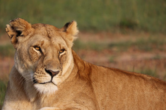 Lioness Relaxing Outdoors Ei5a5ftfoz4797aq Wallpaper