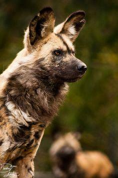 African Wild Dog Wallpaper Android