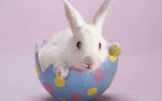 Obediently White Rabbit HD Wallpaper Animal