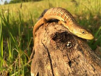 Alligator Lizard By Kevinboekhoff