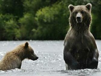 Alaska Ber Screensaver Screensavers