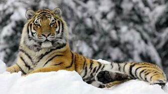 Wallpaper Tigers Panther Background Ice Beautiful