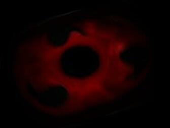 Sharingan Wallpaper Desktop Background
