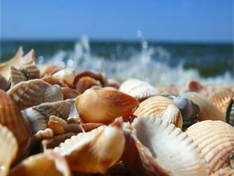 Seashells