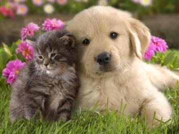 Baby Animal Wallpaper Top Background