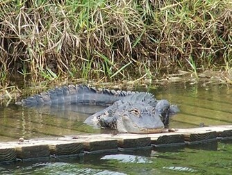 Beautiful Wallpaper For Desktop Crocodile HD