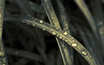 Nature Tears I Wallpaper Stock Photos