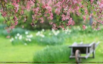 Nature Tree Flowers Blur Wallpaper HD