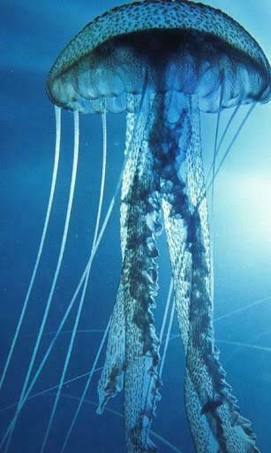 Bigger Jellyfish HD Live Wallpaper For Android Screenshot