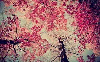 Pink Trees Wallpaper