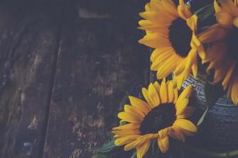 A Dark Sunflower In Its Natural Environment Standing Out Wallpaper