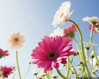 Gerbera Wallpaper X Net