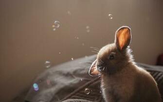 Mouse Animal HD Desktop Wallpaper