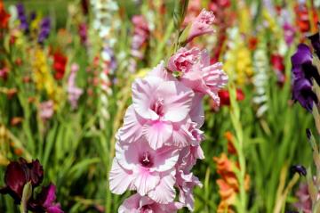 Gladiolus HD Wallpaper