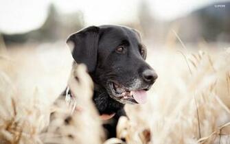 Black Labrador Wallpaper