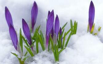 Background Spring Wallpaper Top Best HD For Desktop
