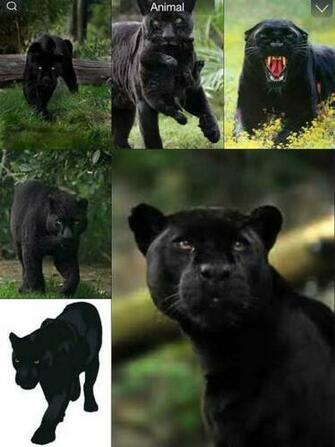 Black Panther Wallpaper Animal Background For Your iPhone