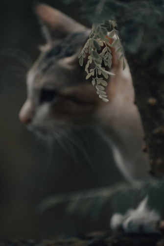 Aesthetic Cat Wallpaper