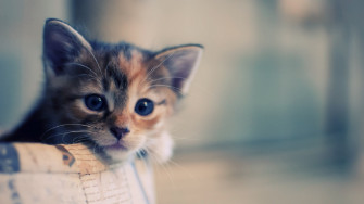 Cute Cat Wallpaper