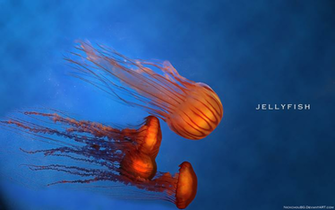Colorful Jellyfish Wallpaper