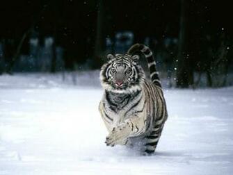 Tiger Screensaver Screensavers White