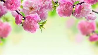 Spring Flowers Windows Wallpaper Nice