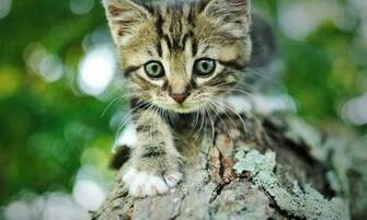 Striped Kitten Wallpaper