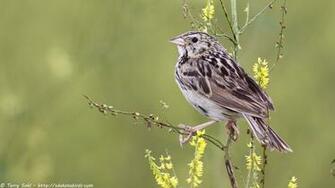 Hi Res Bird And Nature Wallpaper South Dakota